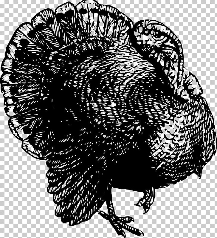 Galliformes Others Chicken PNG, Clipart, Beak, Bird, Black And White, Chicken, Domesticated Turkey Free PNG Download