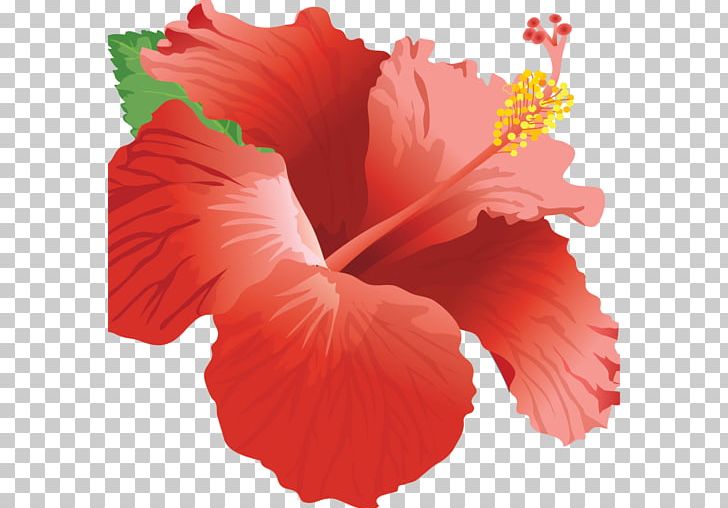Shoeblackplant Home Page Web Design PNG, Clipart, China Rose, Chinese Hibiscus, Customer, Ecommerce, Flower Free PNG Download