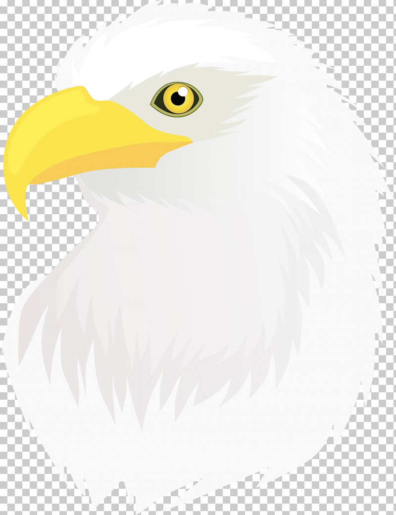 Bird Bald Eagle Beak Eagle Bird Of Prey PNG, Clipart, Accipitridae, Bald Eagle, Beak, Bird, Bird Of Prey Free PNG Download