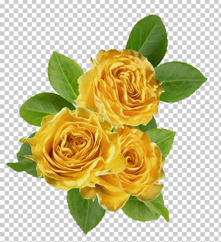 Garden Roses Cabbage Rose Floribunda Yellow PNG, Clipart, Beach Rose, Cut Flowers, Digital Image, Floribunda, Floristry Free PNG Download