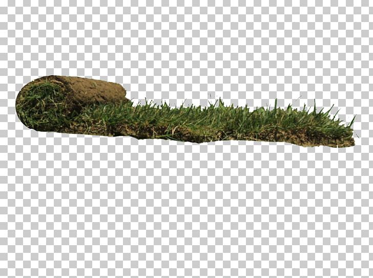 Lawn Grass Olea Europaea Var. Europaea Roller Palmiers Prestige PNG, Clipart, Arecaceae, Artificial Turf, Bonsai, Chamaerops, Flowerpot Free PNG Download