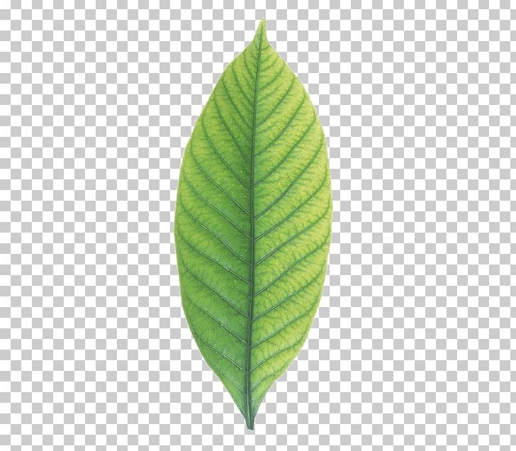 Leaf No Cape Jasmine PNG, Clipart, Autumn Leaves, Banana Leaves, Cape Jasmine, Fall Leaves, Google Images Free PNG Download