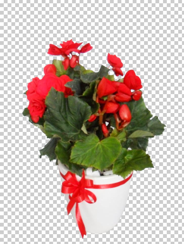 Mercado Jamaica Rose Gift Flower Floristry PNG, Clipart, Annual Plant, Begonia, Color, Cut Flowers, Floral Design Free PNG Download