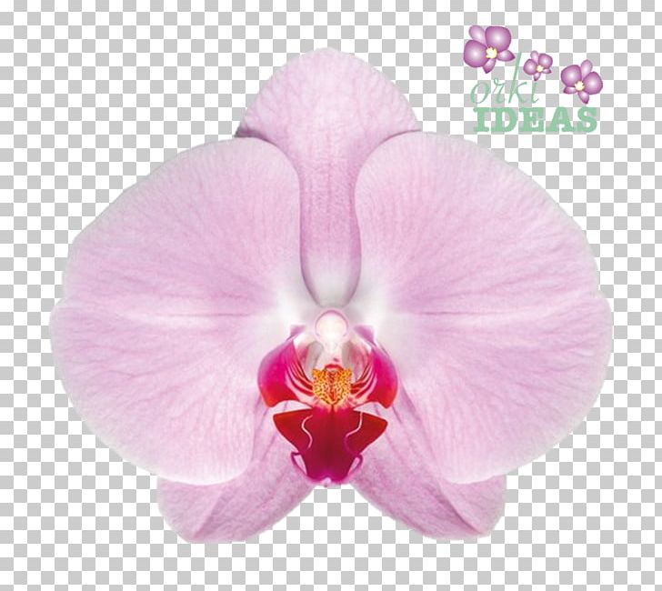 Moth Orchids Cattleya Orchids Felice Shop Color PNG, Clipart, Arrangement, Cattleya, Cattleya Orchids, Chiapas, Coupe Free PNG Download