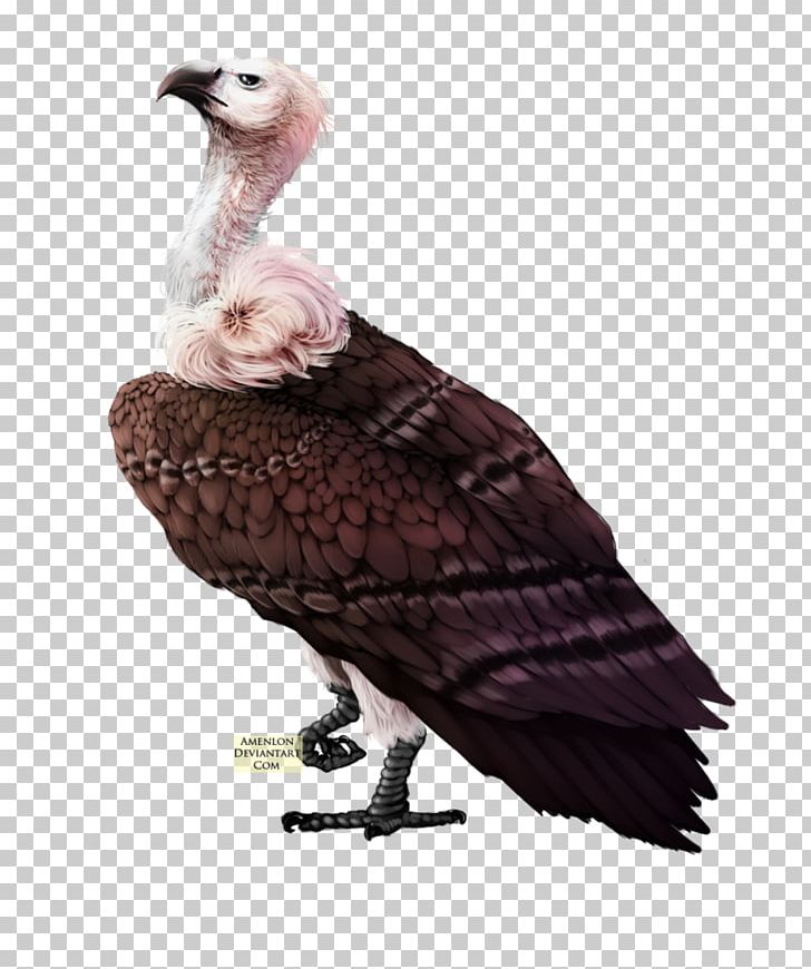 Bird Turkey Vulture PNG, Clipart, Animals, Beak, Bird, Bird Of Prey, Computer Icons Free PNG Download