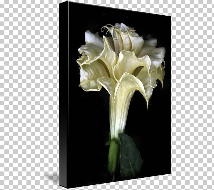 Daturas Flower Tulip Floral Emblem Floral Design PNG, Clipart,  Free PNG Download