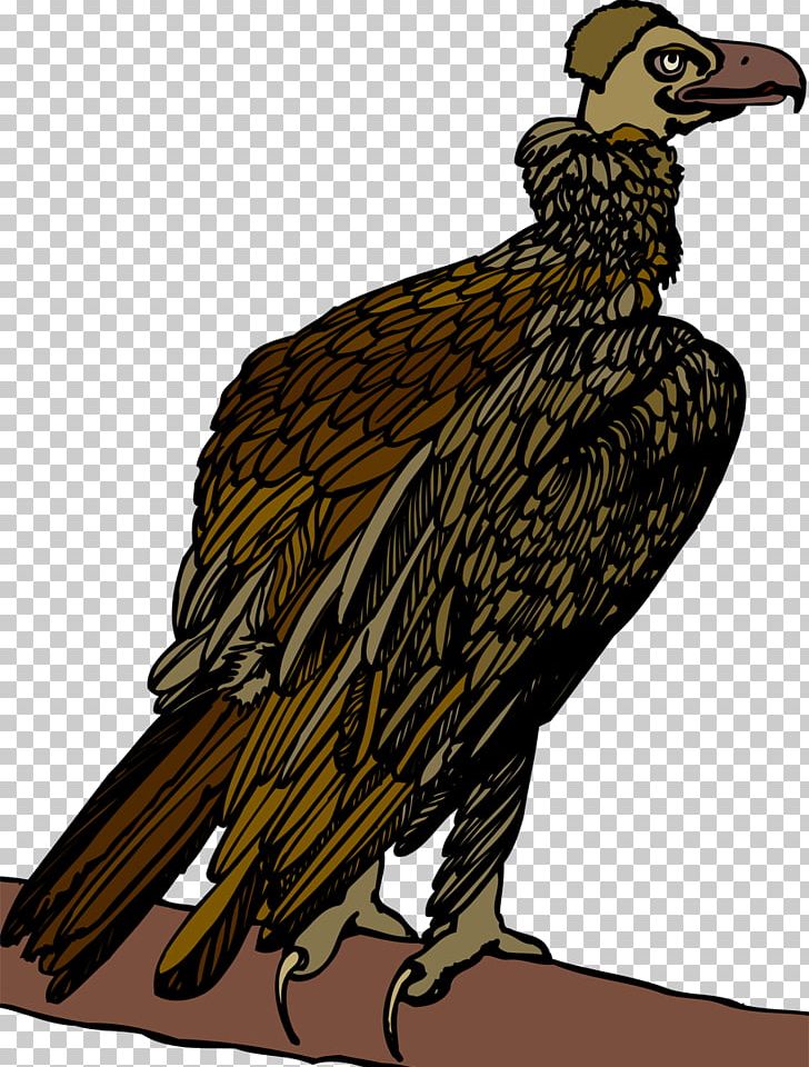 Bird Of Prey Beak Vulture Eagle PNG, Clipart, Animal, Animals, Beak, Bird, Bird Of Prey Free PNG Download