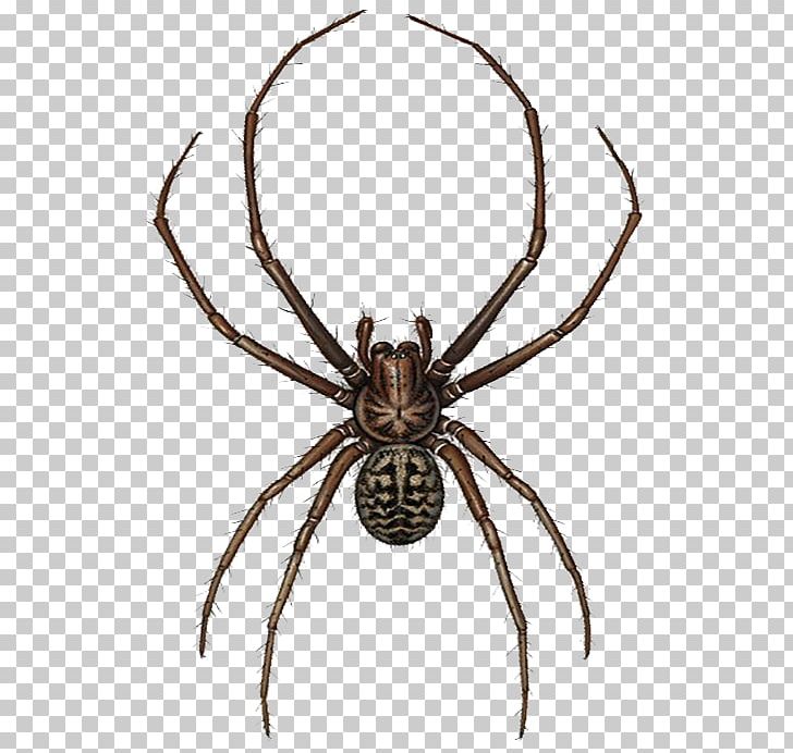 European Garden Spider Widow Spiders Illustration PNG, Clipart, Adobe Illustrator, Arachnid, Araneus, Arthropod, Background Black Free PNG Download