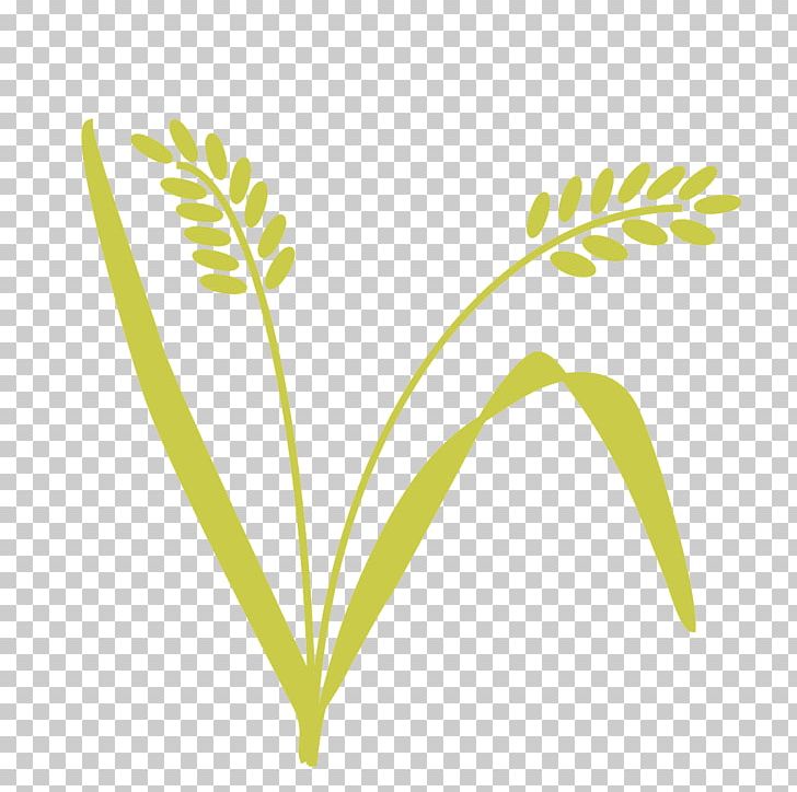 Leaf Grasses Plant Stem Tree PNG, Clipart, Commodity, Family, Grass, Grasses, Grass Family Free PNG Download