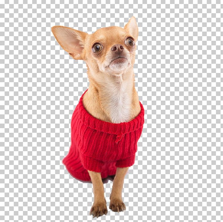 Chihuahua Puppy Dog Breed Companion Dog Clothing PNG, Clipart,  Free PNG Download