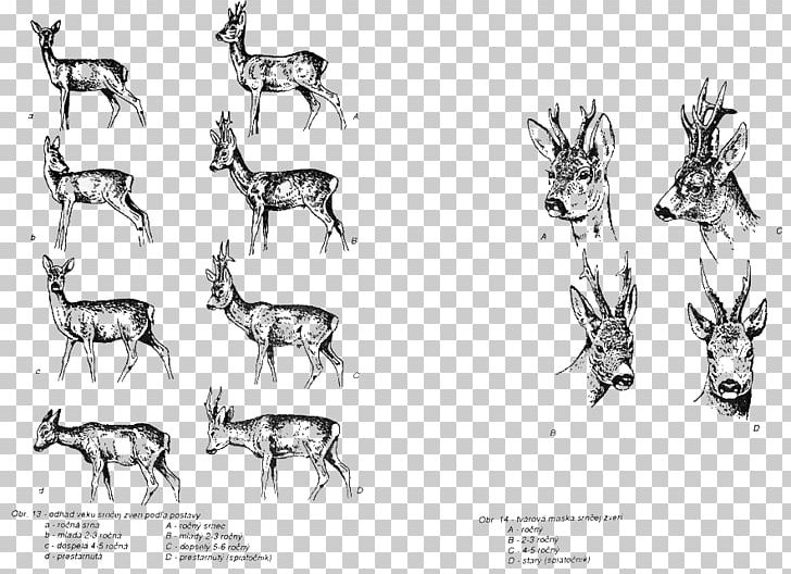 Reindeer Horse Cattle Mammal Sketch PNG, Clipart, Angle, Antler, Artwork, Black And White, Bone Free PNG Download