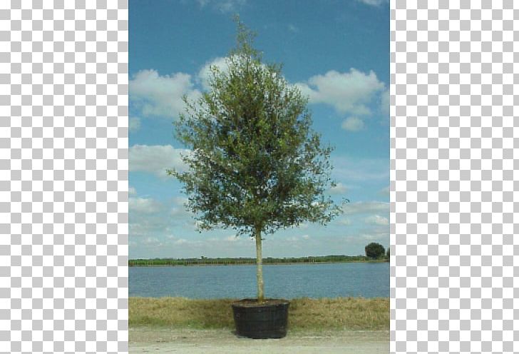 Southern Live Oak Gallon Evergreen Tree PNG, Clipart, Evergreen, Gallon, Grass, Groveland, Houseplant Free PNG Download