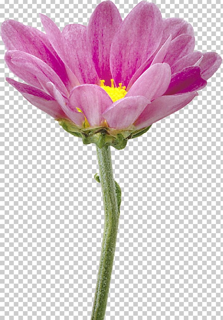 Flower PNG, Clipart, Anemone, Annual Plant, Aster, Chrysanthemum, Chrysanths Free PNG Download