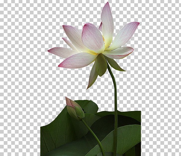 Nelumbo Nucifera Flower Photography PNG, Clipart, Albom, Aquatic Plant, Computer Icons, Flora, Flowering Plant Free PNG Download