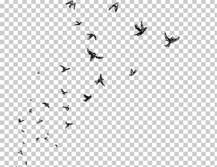 PicsArt Photo Studio Drawing PNG, Clipart, Android, Angle, Animal Migration, Beak, Bird Free PNG Download