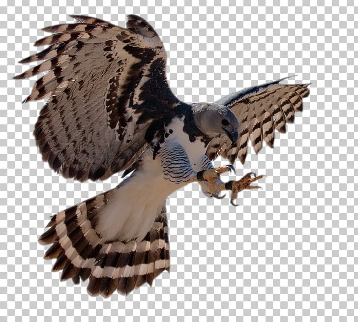 Bird Harpy Eagle Steller's Sea Eagle Philippine Eagle PNG, Clipart, Accipitriformes, Animals, Beak, Bird, Bird Of Prey Free PNG Download