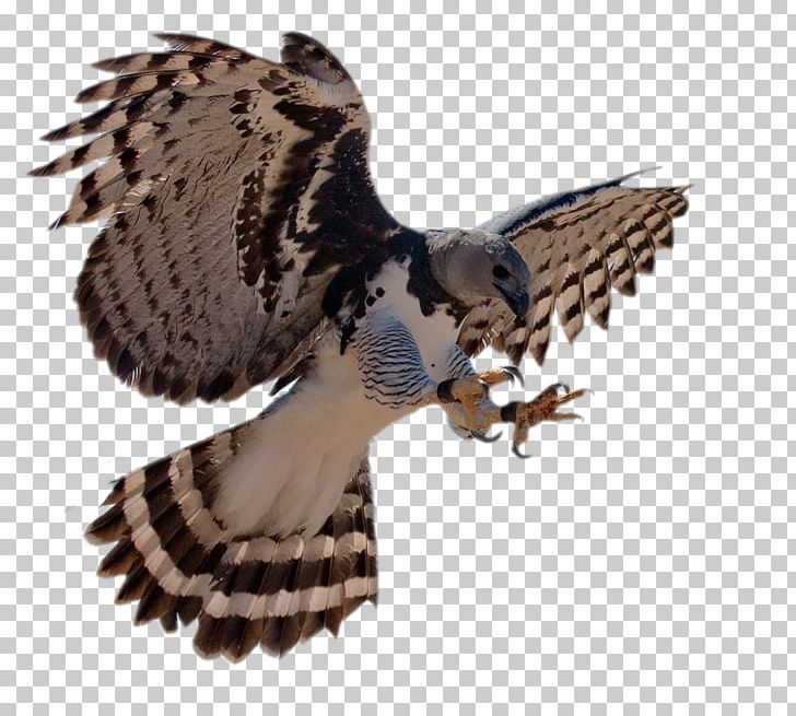 Harpy Eagle PNG Transparent Images Free Download