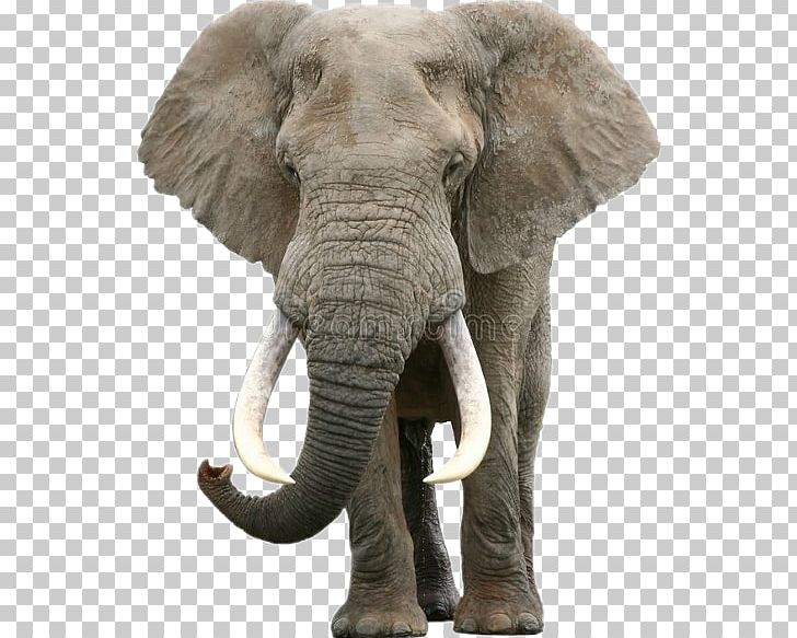 Elephantidae African Bush Elephant Addo Elephant National Park Indian Elephant Lion PNG, Clipart, Addo Elephant National Park, African, Animal, Animals, Asian Elephant Free PNG Download