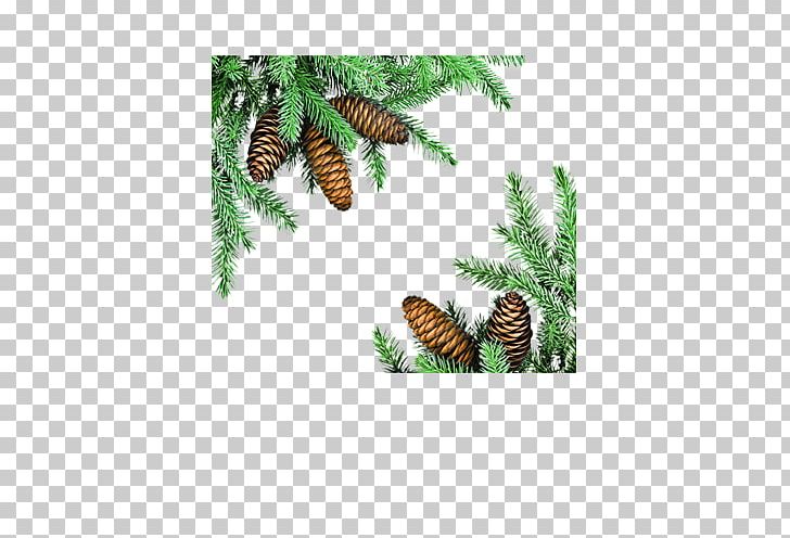 Fir PNG, Clipart, Banana Leaves, Bmp File Format, Christmas, Conifer, Download Free PNG Download