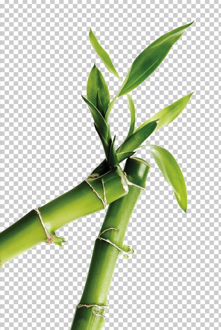 I Ching Feng Shui Bagua Wu Xing Fire PNG, Clipart, Bamboo, Bamboo 19 0 1, Bamboo Border, Bamboo Frame, Bamboo Leaf Free PNG Download