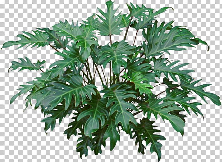Philodendron Xanadu Philodendron Bipinnatifidum Houseplant Ornamental Plant Syngonium PNG, Clipart, Arum, Benih, Branch, Crop, Flower Free PNG Download
