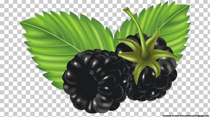 Blackberry Fruit PNG, Clipart, Berries, Berry, Blackberry, Clip Art, Computer Icons Free PNG Download