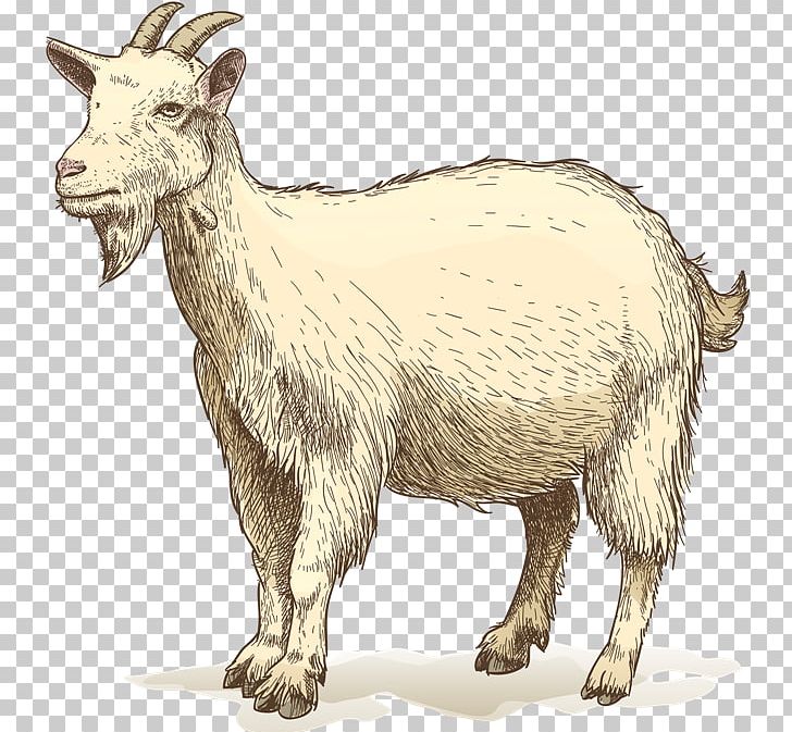 Goat Drawing PNG, Clipart, Animals, Cattle Like Mammal, Cow Goat Family, Drawing, Fauna Free PNG Download