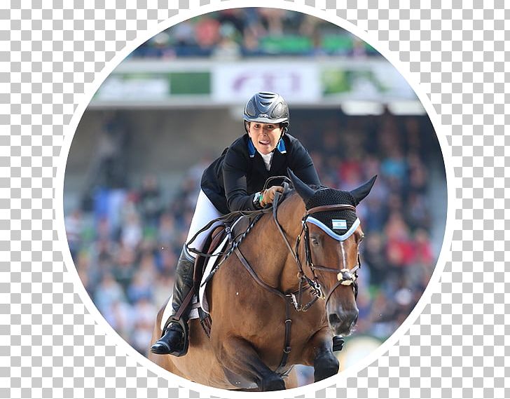 Show Jumping Horse Hunt Seat Rein Eventing PNG, Clipart, Animals, Bit, Bridle, Crosscountry Equestrianism, Cross Country Equestrianism Free PNG Download