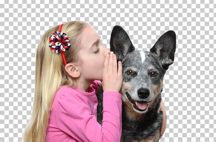 Australian Cattle Dog Pug Pet Puppy Why Does My Dog . . . ? PNG, Clipart, Animal, Animals, Australian Cattle Dog, Australian Kelpie, Chien Free PNG Download