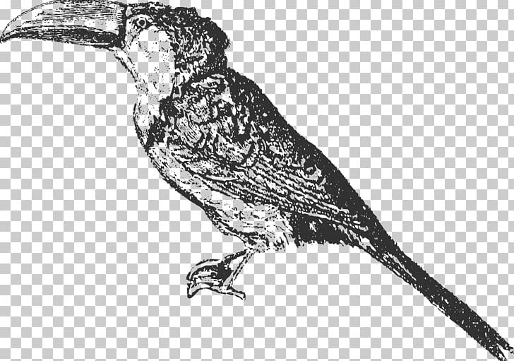 Bird Finch Toucan Beak /m/02csf PNG, Clipart, Animal, Animals, Beak, Bird, Black And White Free PNG Download