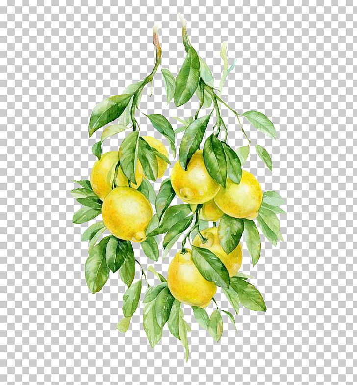 Watercolor Painting Fruit Auglis Botanical Illustration Illustration PNG, Clipart, Art, Auglis, Behance, Branch, Calamondin Free PNG Download