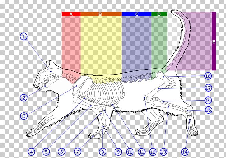 Wildcat Felidae Cat Anatomy Human Skeleton PNG, Clipart, Anatomy, Angle, Area, Art, Artwork Free PNG Download