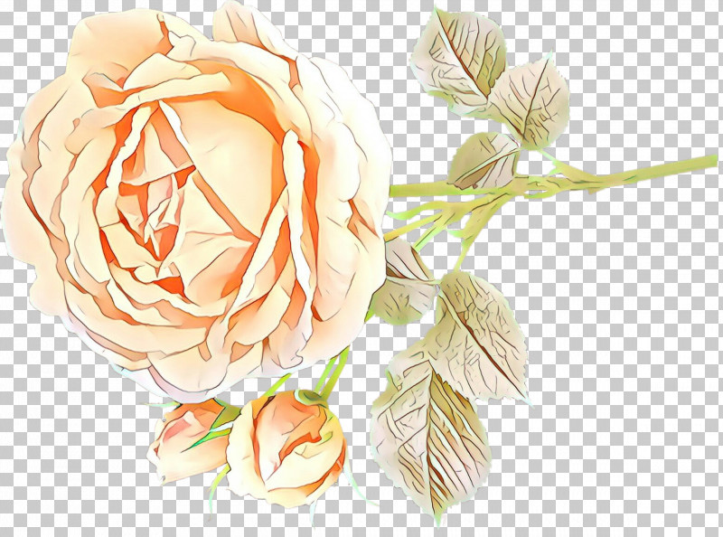 Garden Roses PNG, Clipart, Cut Flowers, Flower, Garden Roses, Orange, Peach Free PNG Download