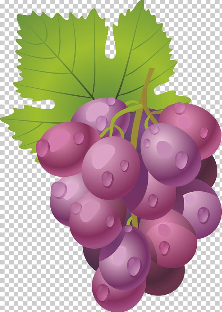 Grape Wine Fruit PNG, Clipart, Apple , Auglis, Euclidean Vector, Flowering Plant, Food Free PNG Download
