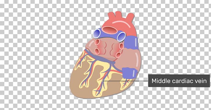Heart Coronary Circulation Small Cardiac Vein Coronary Sinus Great Cardiac Vein PNG, Clipart, Artery, Atrium, Cardiology, Coronary Arteries, Coronary Circulation Free PNG Download