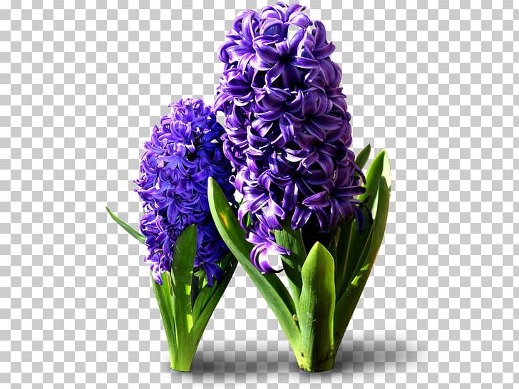 Hyacinthus Orientalis Cut Flowers PNG, Clipart, Cicek Resimleri, Computer Software, Cut Flowers, Download, Floral Design Free PNG Download