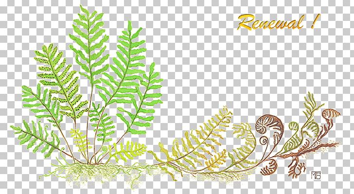 Miami Miccosukee Fern Plants Illustration PNG, Clipart, Alt Attribute, Botany, Branch, Conference, Fern Free PNG Download