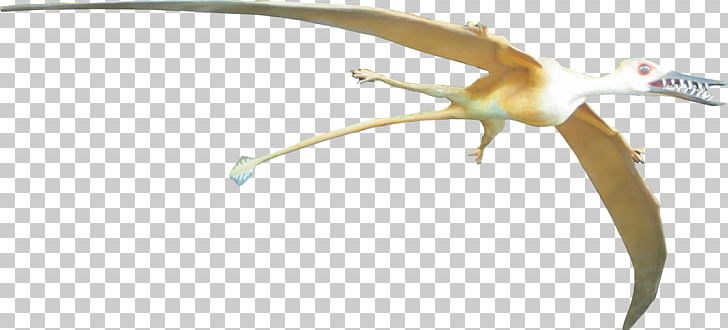 Rhamphorhynchus Pterosaurs Pteranodon Bird Animal PNG, Clipart, Animal, Animals, Beak, Bird, Dinosaur Free PNG Download