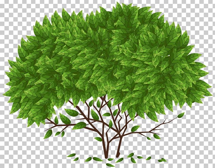 Tree PNG, Clipart, Branch, God, Grass, Instagram, Istighfar Free PNG Download