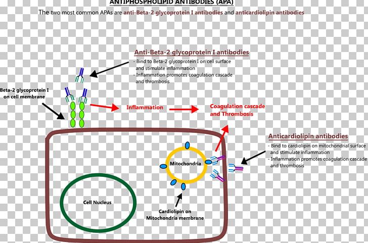 Anti-cardiolipin Antibodies Antiphospholipid Syndrome Antibody Mitochondrion PNG, Clipart, Angle, Antibody, Anticardiolipin Antibodies, Antiphospholipid Syndrome, Apolipoprotein H Free PNG Download