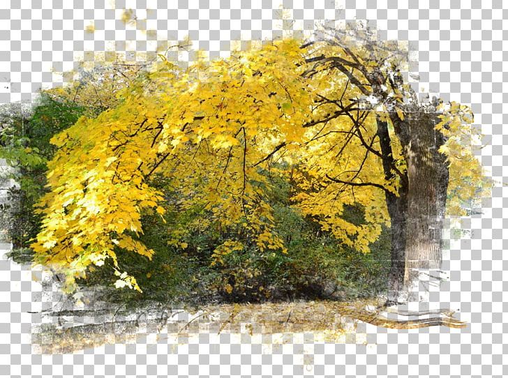 Autumn Season Desktop Photography PNG, Clipart, Autumn, Branch, Desktop Metaphor, Desktop Wallpaper, Digital Image Free PNG Download