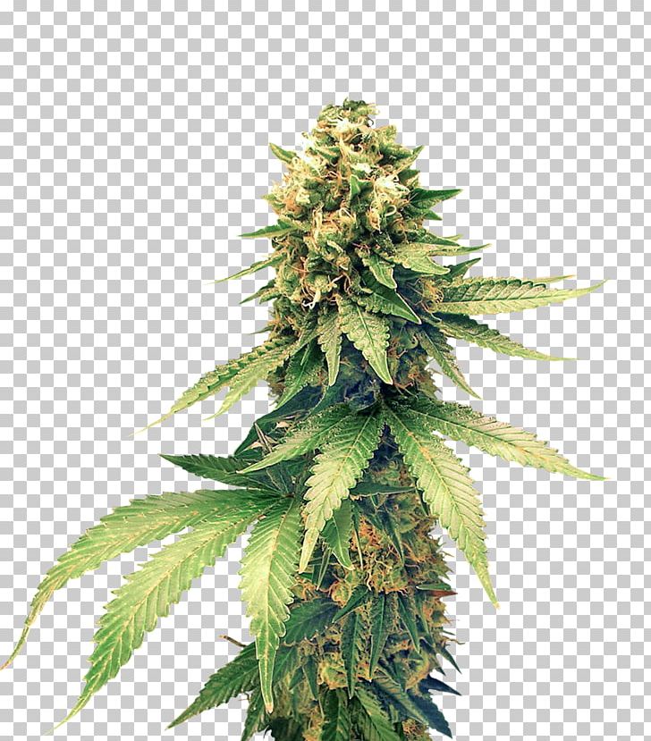 Hemp Charlotte's Web Cannabis Fiber Textile PNG, Clipart, Cannabis In New Zealand, Cannabis Png, Cannabis Sativa, Char, Charlottes Web Free PNG Download