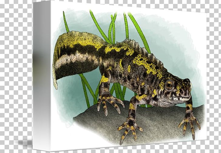 Marbled Newt Reptile Terrestrial Animal Blanket PNG, Clipart, Amphibian, Animal, Blanket, Fauna, Marbled Free PNG Download