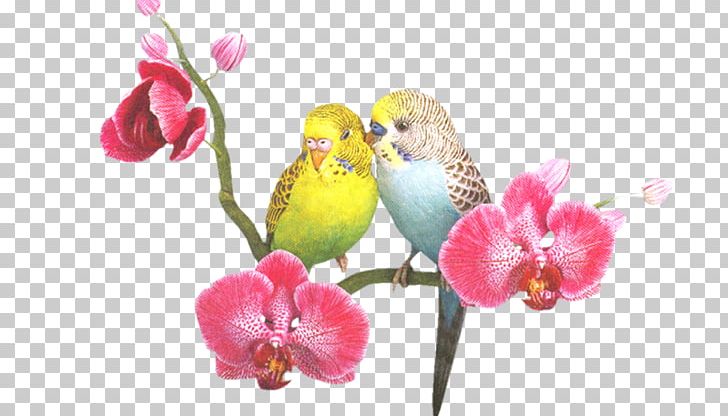 Parrot Lovebird Budgerigar Portable Network Graphics PNG, Clipart, Animals, Apng, Beak, Bird, Blossom Free PNG Download