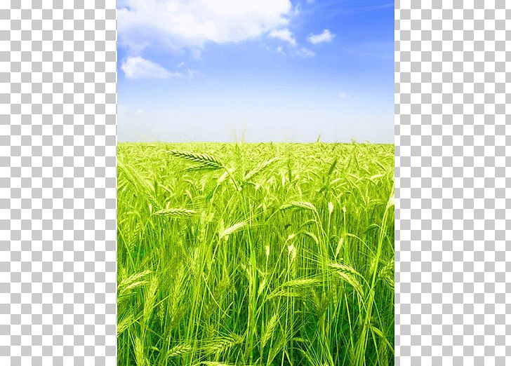 Barley Green Wheat Field With Cypress Wheat Fields The Wheat Field Shutterstock PNG, Clipart, Agriculture, Barley, Cereal, Commodity, Crop Free PNG Download
