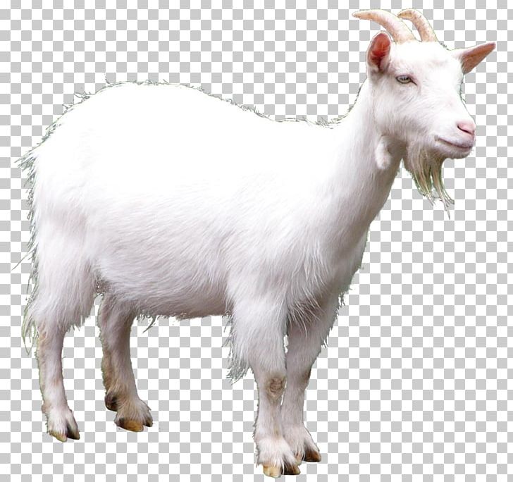 Goat PNG, Clipart, Adorable, Advertising, Angora Goat, Angora Wool, Animals Free PNG Download