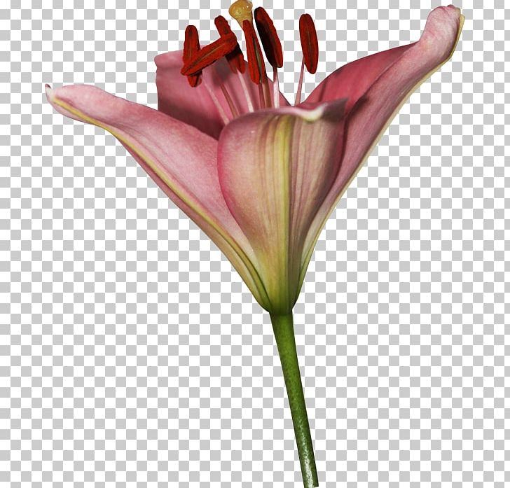 Lilium Cut Flowers Petal Garden Roses PNG, Clipart, Blog, Bud, Cut Flowers, Email, Flora Free PNG Download
