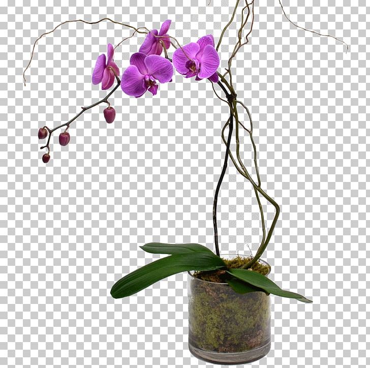 Moth Orchids Cut Flowers Plant Stem PNG, Clipart, Artificial Flower, Branch, Bulb, Cut Flowers, Dendrobium Free PNG Download