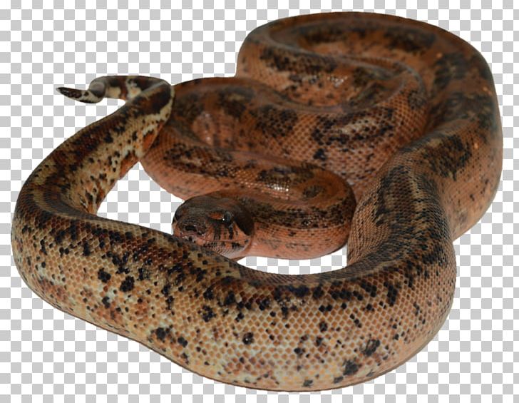 Boa Constrictor Kingsnakes Reptile Green Anaconda PNG, Clipart, Anaconda, Animal, Boa Constrictor, Boas, Colubridae Free PNG Download