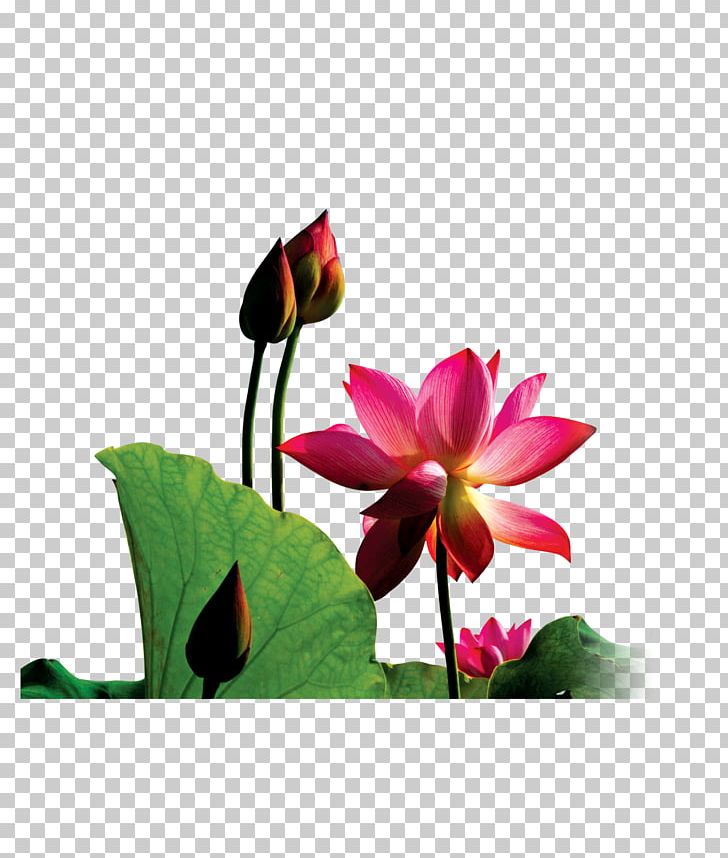 China Nelumbo Nucifera Lotus Effect PNG, Clipart, Computer Wallpaper, Download, Euclidean Vector, Flora, Floral Design Free PNG Download